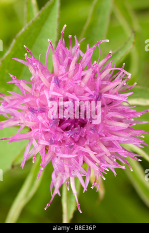 Close up nero fiordaliso comune Centaurea nigra noto anche come Hardheads South Ayrshire in Scozia Foto Stock