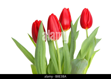 Tulipani rossi intaglio isolato su sfondo bianco Foto Stock
