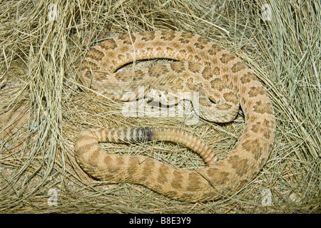 Prairie Rattlesnake Crotalus viridis Arizona Sonora Desert Museum Tucson in Arizona Stati Uniti 3 dicembre adulto Foto Stock