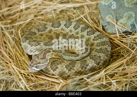 Prairie Rattlesnake Crotalus viridis Arizona Sonora Desert Museum Tucson in Arizona Stati Uniti 29 luglio adulto Foto Stock