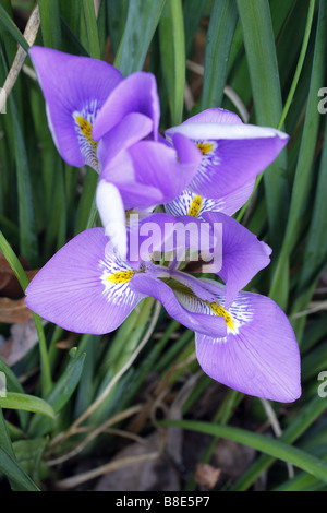 IRIS UNGUICULARIS MARIA BARNARD A BASE DI WEST rivolta verso la parete fioritura in febbraio Foto Stock