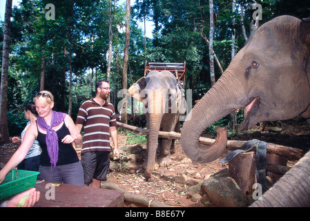 Turisti elefanti di alimentazione in corrispondenza di un campo degli elefanti in Thailandia. Foto Stock