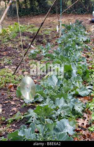 Vecchi CD UTILIZZATO COME BIRD SCARERS SU UN RACCOLTO DI VIOLA BROCCOLETTI Foto Stock