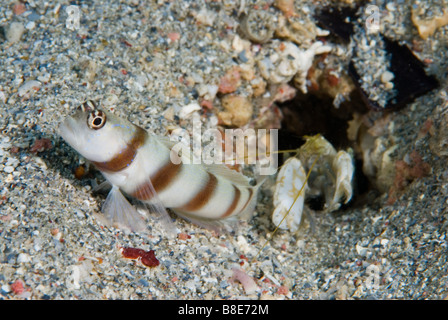 Relatinship simbiotico tra un gambero - cieco il lavoratore e il ghiozzo - watcher, Mar Rosso, Marsa Alam Foto Stock