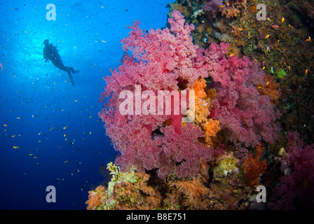 Subacqueo e Coral reef intorno al fratello isole, Mar Rosso. Foto Stock