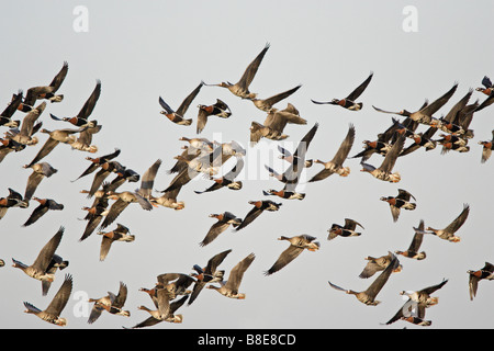 Un misto di gregge di petto rosso e bianco fronteggiata oche in volo Foto Stock