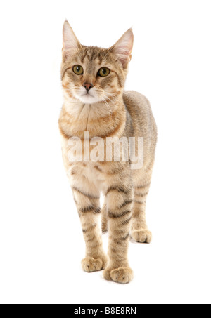 Pixie Bob cat studio permanente Foto Stock