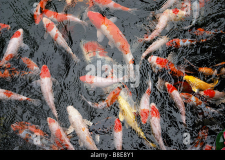 Uno spettacolare pesce Koi in un lago Foto Stock