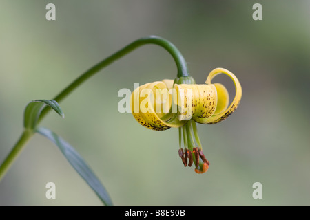Giglio giallo con cappello di turco (Lilium pyrenaicum) Pirenei francesi Foto Stock
