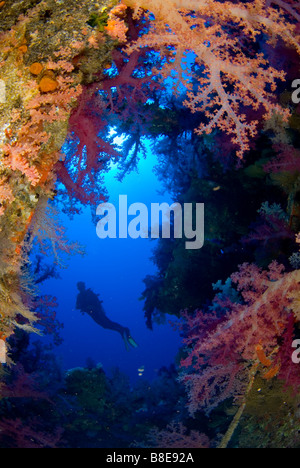 Scubadiver esplorare la ricca di coralli molli sulla crescita del relitto di Aida, fratello isole, Egitto Foto Stock