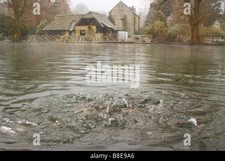 Trota di fiume Coln a Bibury allevamento di trote Foto Stock