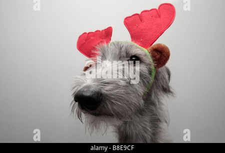 Un cane scruffy con le formiche giocattolo di divertimento Foto Stock