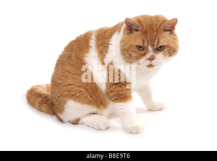 Il bianco e il rosso dei capelli corti Selkirk Rex Cat seduta Studio Foto Stock