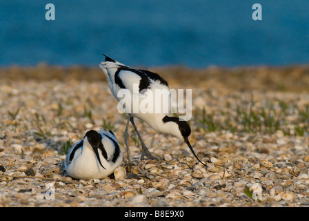 Saebelschnaebler Recurvirostra avosetta Pied avocet Foto Stock