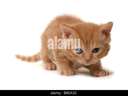 Selkirk Rex Kitten Portrait Studio Foto Stock