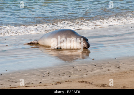 Nördlicher vedere Elefant Mirounga angustirostris settentrionale guarnizione di elefante Foto Stock