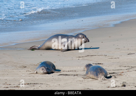 Nördlicher vedere Elefant Mirounga angustirostris settentrionale guarnizione di elefante Foto Stock