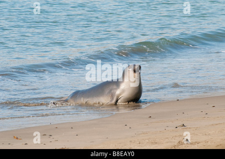 Nördlicher vedere Elefant Mirounga angustirostris settentrionale guarnizione di elefante Foto Stock