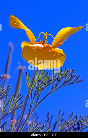 In Islanda il papavero e fronde con un cielo blu sullo sfondo Foto Stock