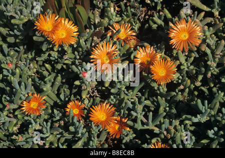 Hottentot Fig, Carpobrotus edulis, costiere mediterranee di piante succulente, Provenza, Francia Foto Stock