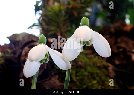 Snowdrop 'Sam Arnott' Foto Stock