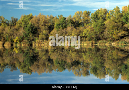 Alberi riflessa nell'acqua, Autunno o i colori dell'Autunno / Colori& riflessi nella Durance Luberon, parco regionale, Provenza, Francia Foto Stock