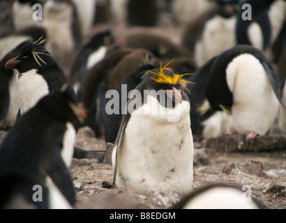 Maccheroni Penguin (Eudyptes chrysolophus) in un pinguino saltaroccia (Eudyptes chrysocome chrysocome) colonia su Isole Falkland Foto Stock