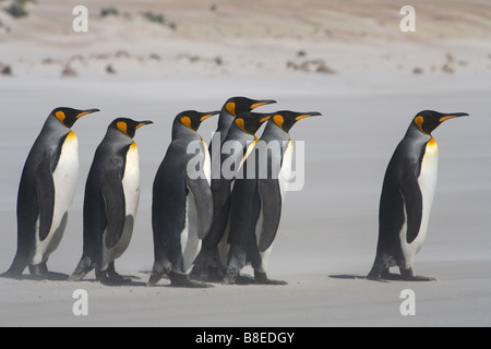 Re pinguini (Aptenodytes patagonicus) marching sulla spiaggia delle Isole Falkland. Foto Stock