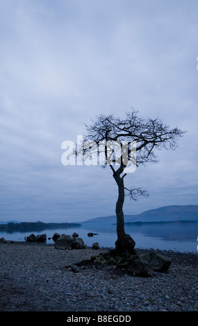 Albero solitario sulle rive di Loch Lomond Foto Stock