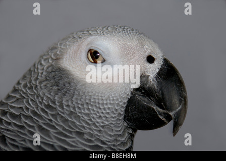 Primo piano della testa di un Congo pappagallo grigio africano, Psittacus erithacus erithacus, mostrando la sua terza palpebra. Stati Uniti d'America Foto Stock