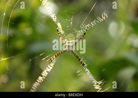 Firma SPIDER Argiope specie, Polizia Marol Camp, Andheri Mumbai. Foto Stock
