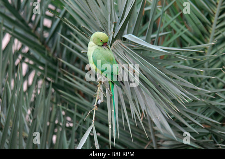 Rosa femmina-inanellati parrocchetto Psittacula krameri seduti in un albero di palma Foto Stock