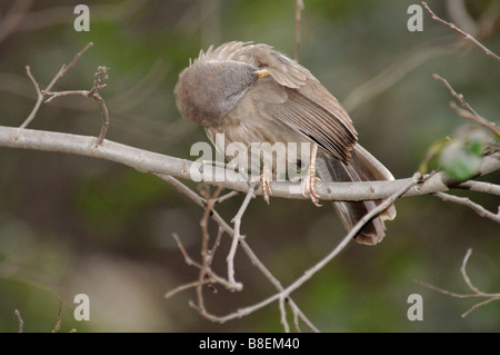 Jungle Babbler Turdoides striatus piume di pulizia Agra India Foto Stock