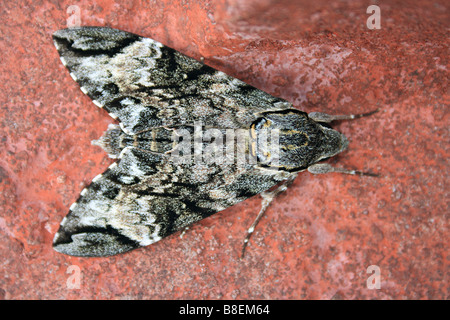 La morte la testa Hawkmoth Mahableshwar, Satara distretto, Maharasthra, India Foto Stock