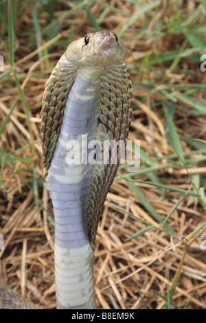 SPECTACLED COBRA. Naja naja. Velenosa, comune. Latte Aarey colonia, Mumbai, India Foto Stock