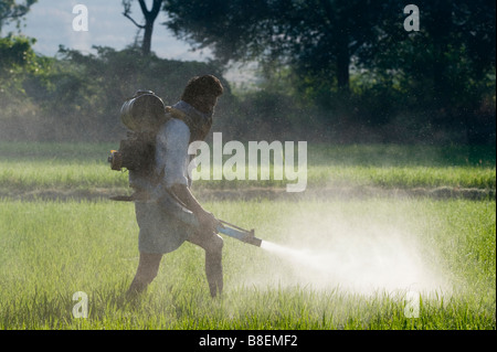 Uomo indiano la spruzzatura di un raccolto di riso con pesticidi. Andhra Pradesh, India Foto Stock