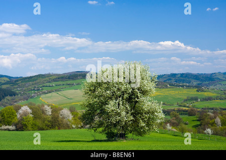 La molla del paesaggio con alberi in fiore Foto Stock