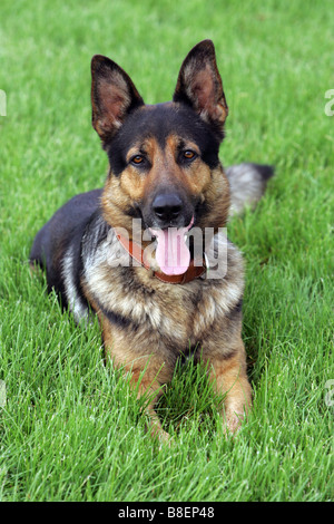 Ritratto di un pastore tedesco cane Foto Stock