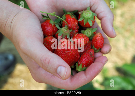 Due mani aperte tenendo un pugno di fragole appena raccolte Foto Stock