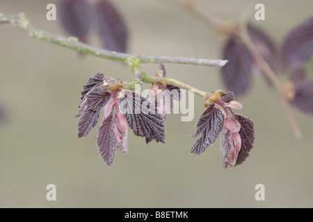 Corylus purpurea Hazel Foto Stock
