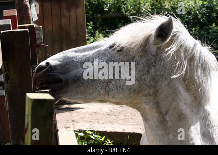 Cavallo equino di appoggio Foto Stock