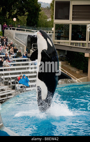 Killer Whale o Orca jumping, il SeaWorld di San Diego in California Foto Stock