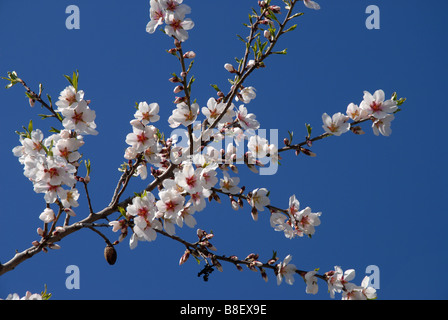 Mandorlo filiale con il fiore, mandorle e fresche foglie verdi, Spagna Foto Stock