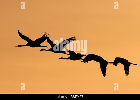 Israele Valle di Hula silhouette di cinque gru grigio grus grus battenti al tramonto inverno Febbraio 2008 Foto Stock