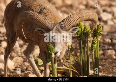 Israele Hai Bar santuario animale maschio di pecora selvatica Ovis aries Foto Stock