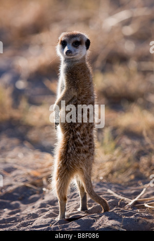 Un lone meercat alla ricerca di predatori, Botswana, Africa Foto Stock