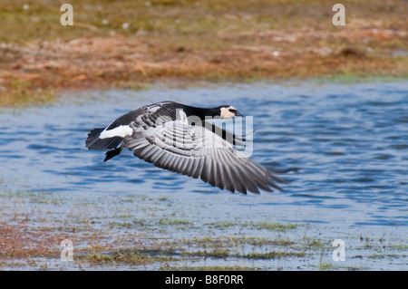 Im Weißwangengans societé Flug (Branta leucopsis) - Barnacle Goose Foto Stock