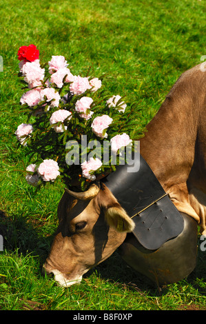 In Svizzera bovini marrone regina decorato per il tradizionale portando a casa cerimonia, Svizzera Foto Stock