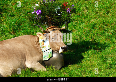 In Svizzera bovini marrone decorato per il portare a casa cerimonia, regione del Giura, il Cantone di Vaud, Svizzera Foto Stock