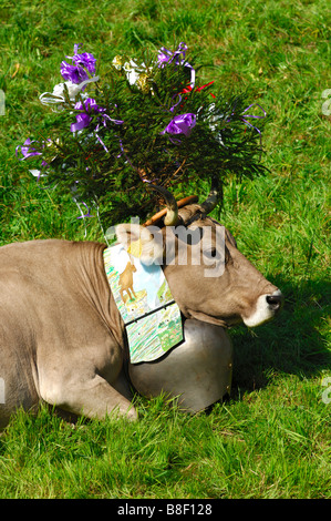 In Svizzera bovini marrone decorato per il portare a casa cerimonia, regione del Giura, il Cantone di Vaud, Svizzera Foto Stock